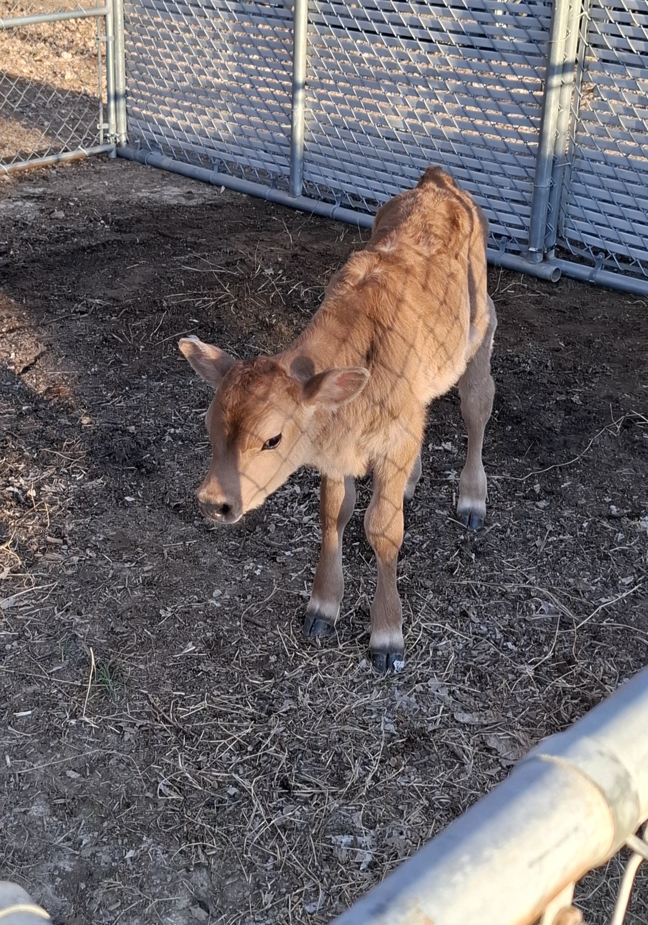 Farm team and livestock operations