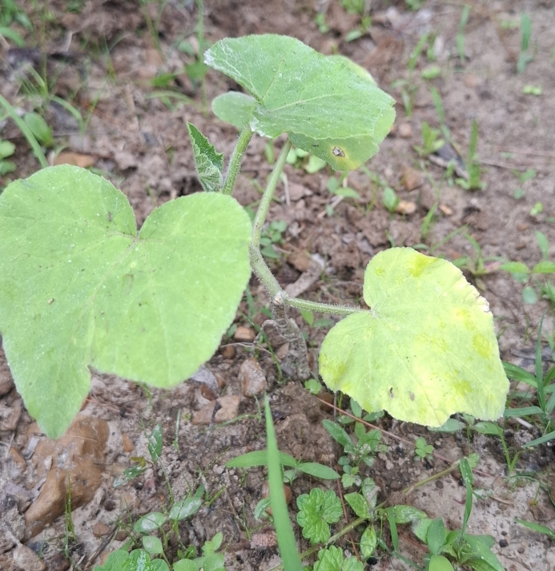 Pasture and field conditions at Triple 5 Farms in Northwest Tennessee